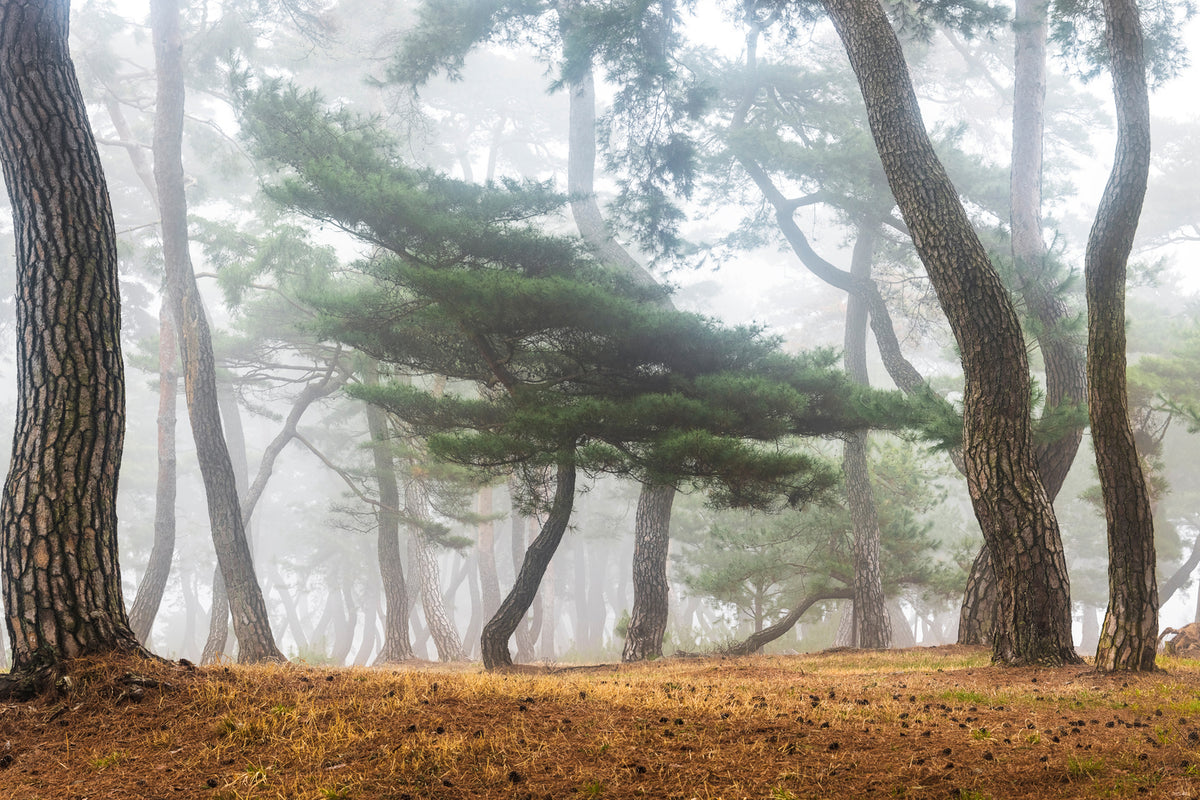 photo-wallpaper-in-the-misty-pine-forest-x