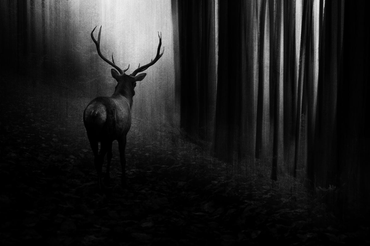 photo-wallpaper-stag