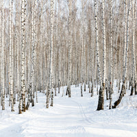 photo-wallpaper-birch-forest-tracks-in-snow