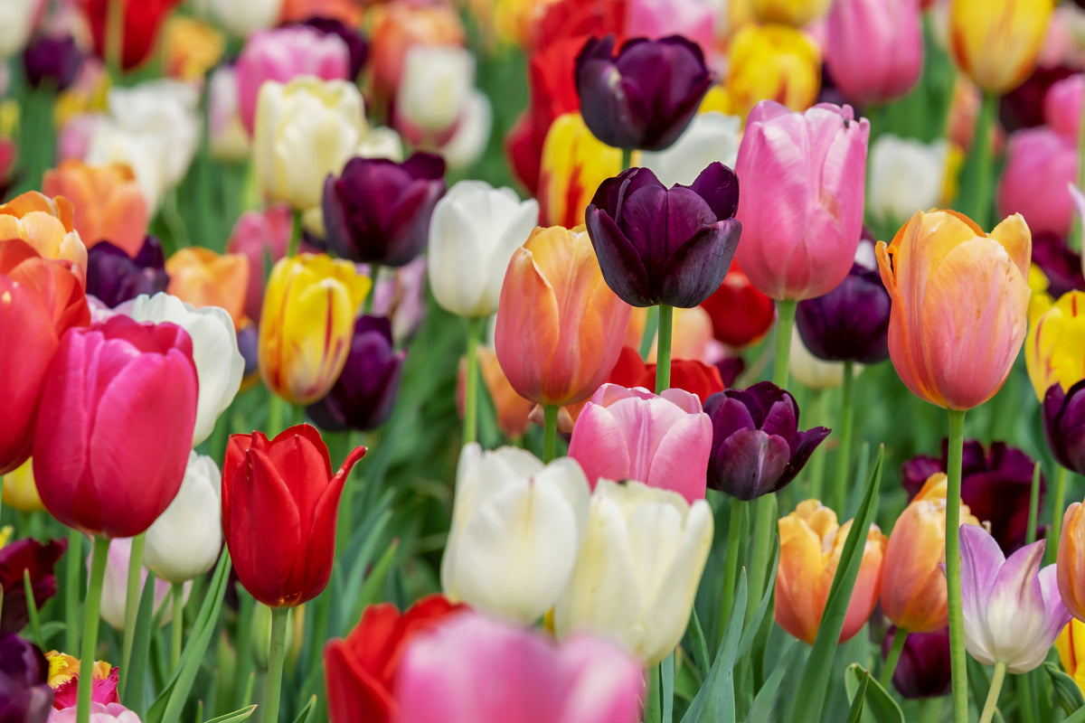 photo-wallpaper-the-colors-of-the-tulips