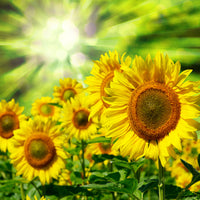 photo-wallpaper-the-sun-and-the-flowers