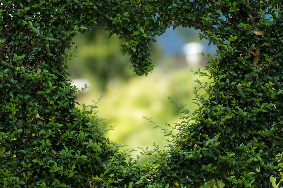 photo-wallpaper-the-heart-in-the-hedge