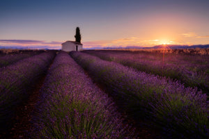 photo-wallpaper-provence-lavender-x