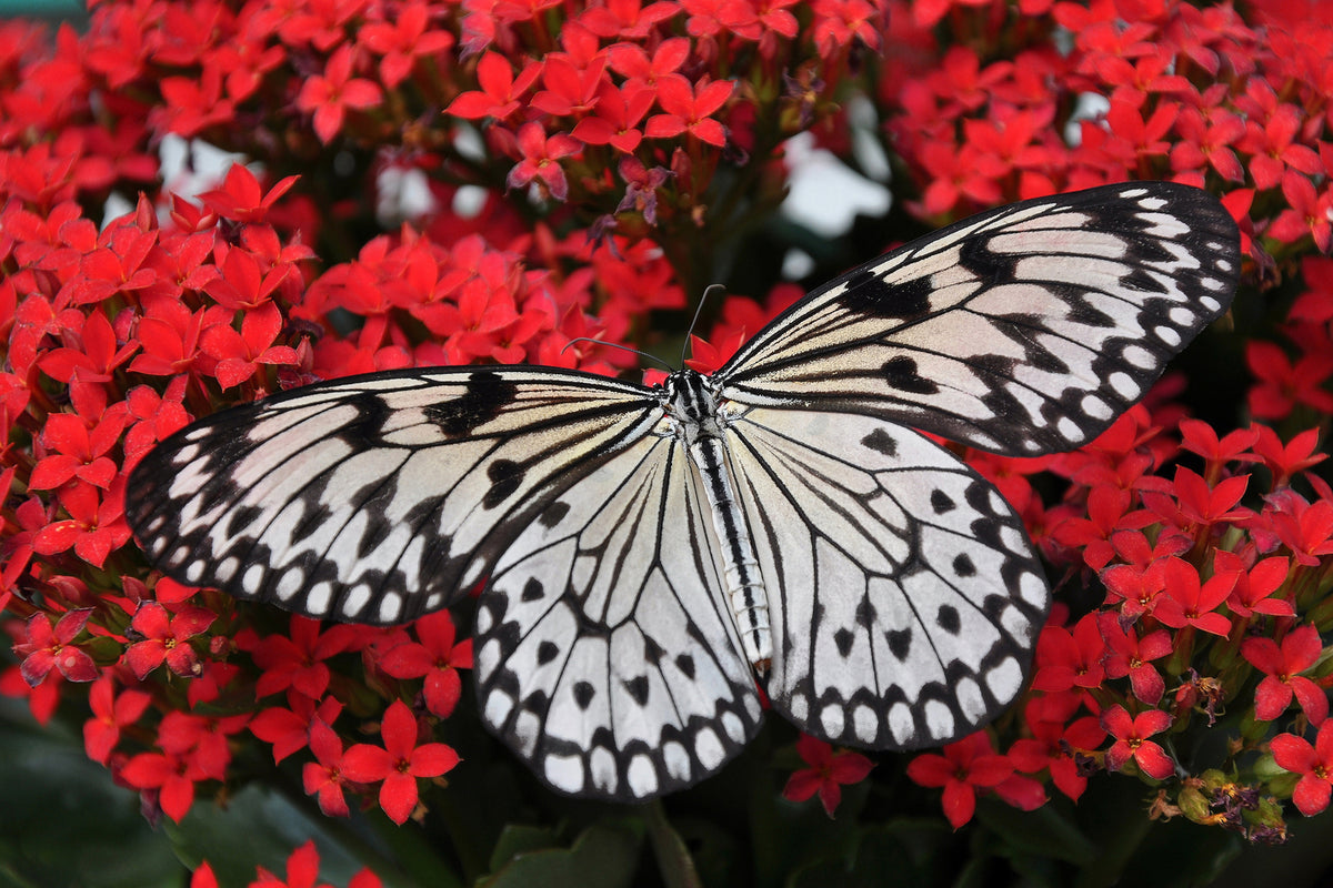 photo-wallpaper-butterfly-in-xxl