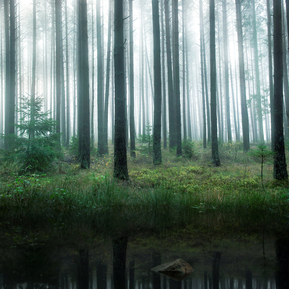 photo-wallpaper-lake-in-forest