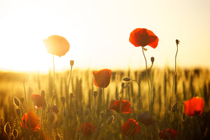 photo-wallpaper-poppy-in-the-sunset