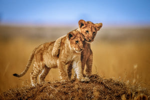 photo-wallpaper-brothers-for-life