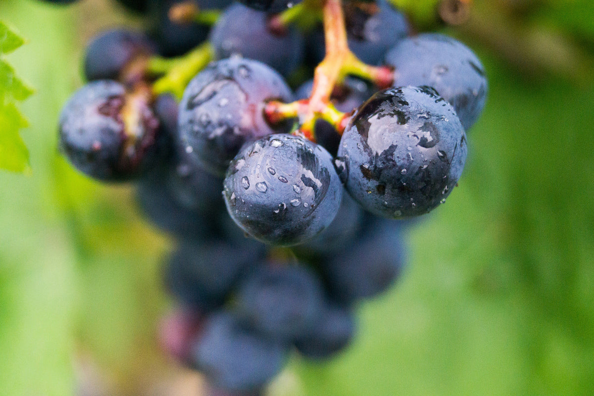 photo-wallpaper-grapes