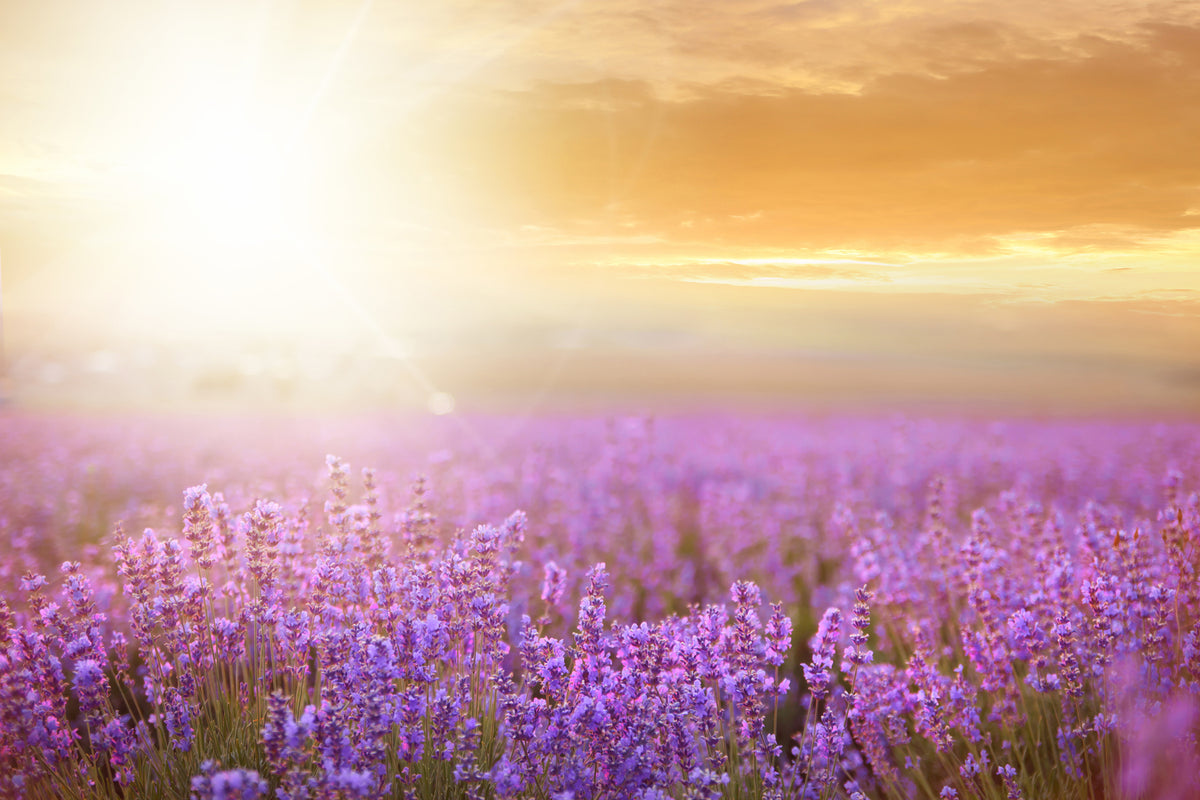 photo-wallpaper-sunset-in-lavender-field