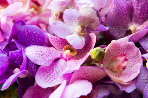 photo-wallpaper-orchid-paradise