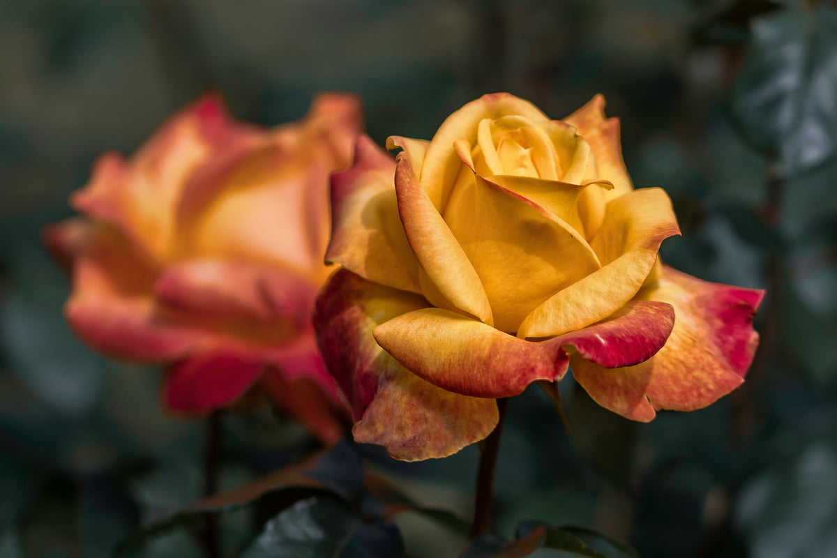 photo-wallpaper-the-rose-in-the-garden