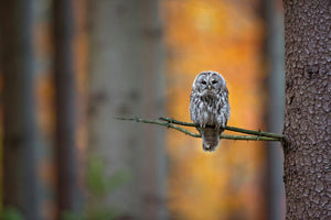 photo-wallpaper-tawny-owl-x