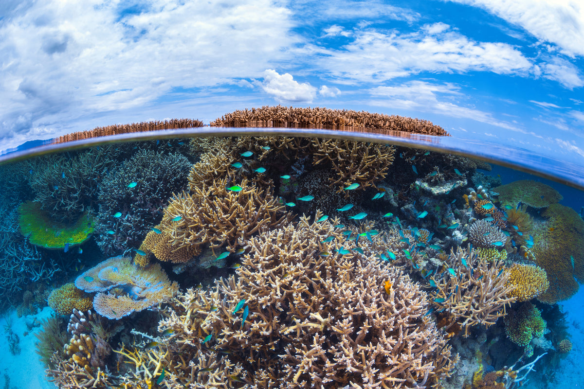 photo-wallpaper-split-level-from-mayotte-reef-x