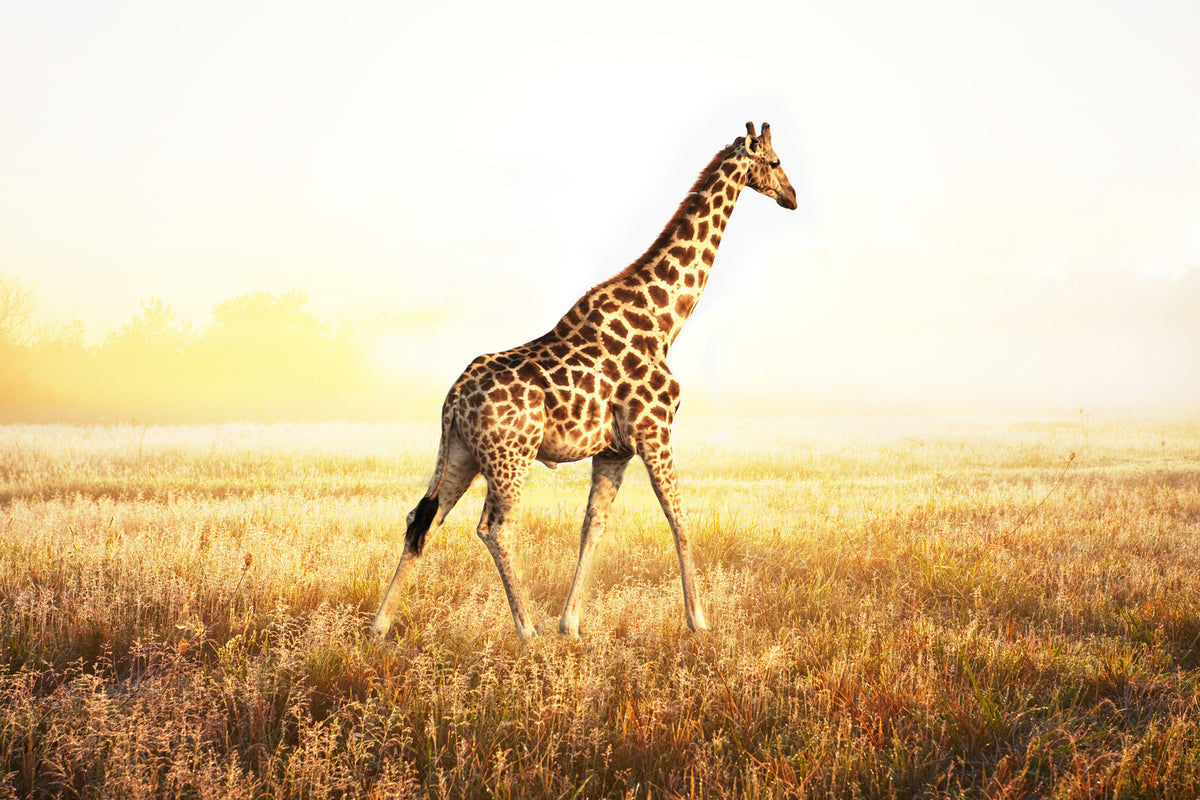 photo-wallpaper-the-giraffe