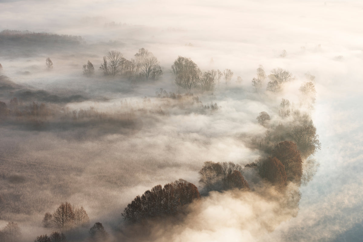 photo-wallpaper-trees-in-the-fog-x