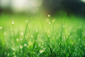 photo-wallpaper-meadow-with-morning-dew