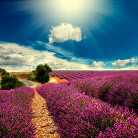 photo-wallpaper-the-lavender-valley