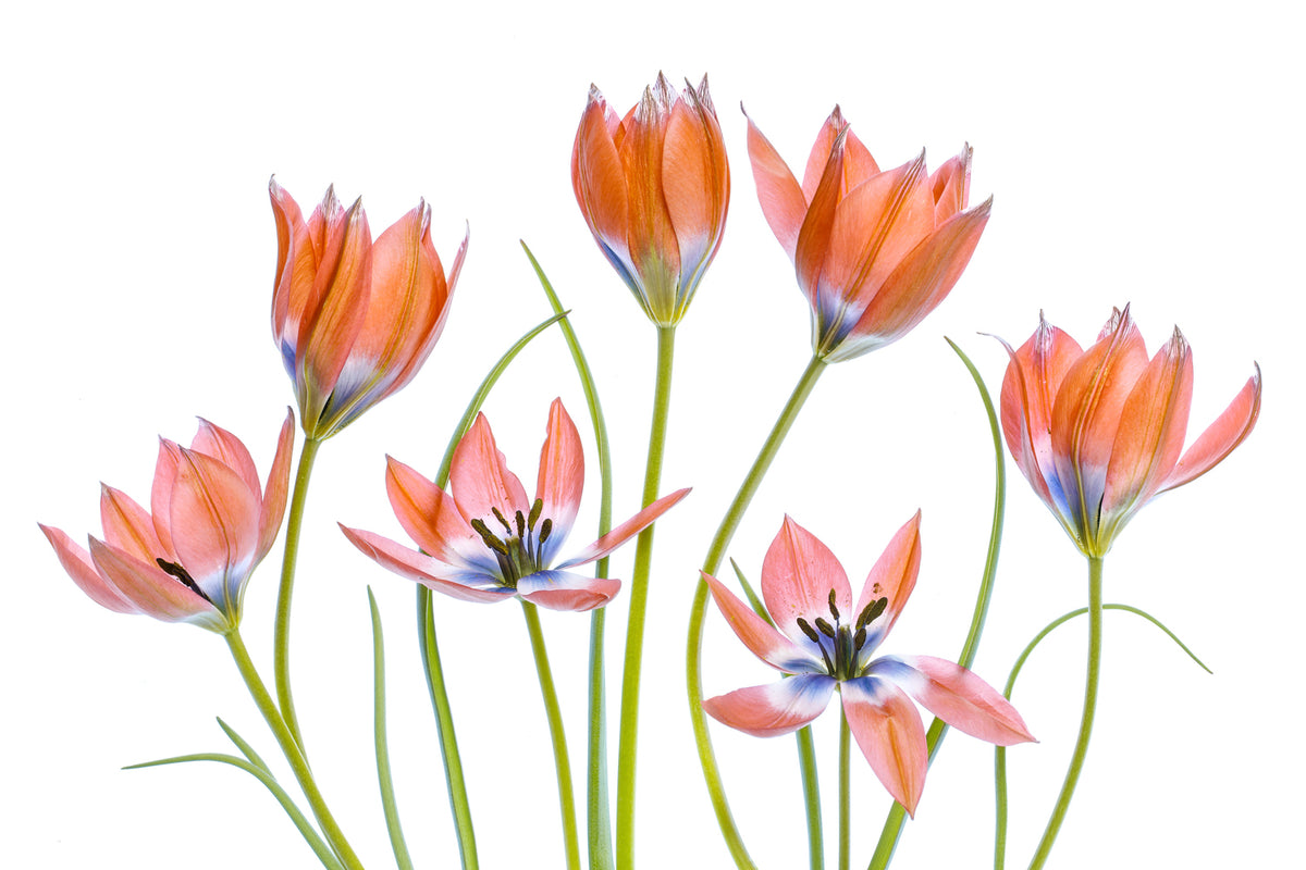 photo-wallpaper-apricot-tulips