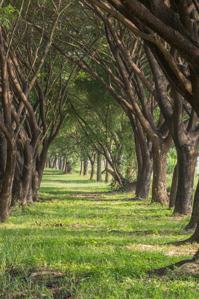 photo-wallpaper-in-the-forest