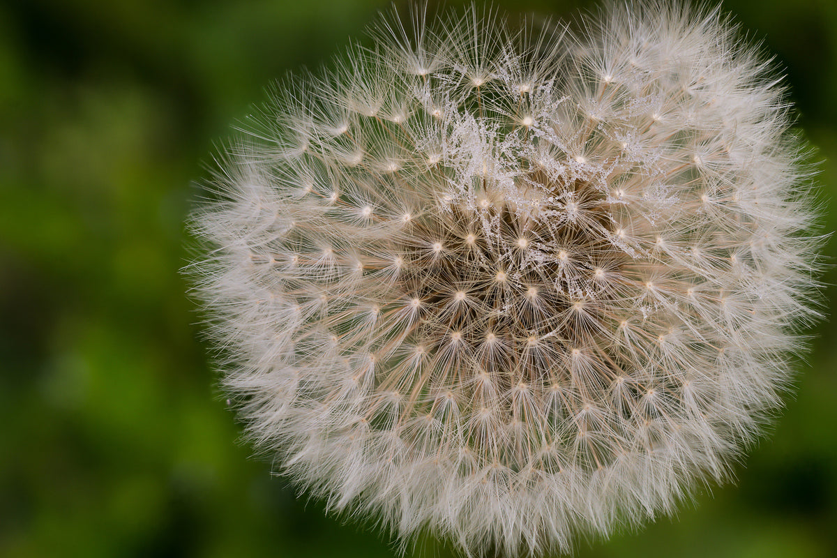 photo-wallpaper-the-dandelion-in-nature