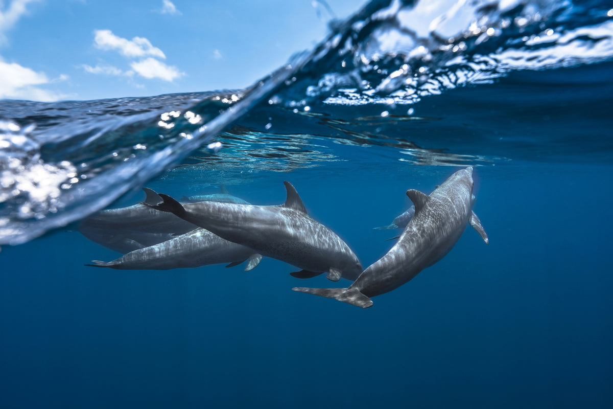 photo-wallpaper-dolphins