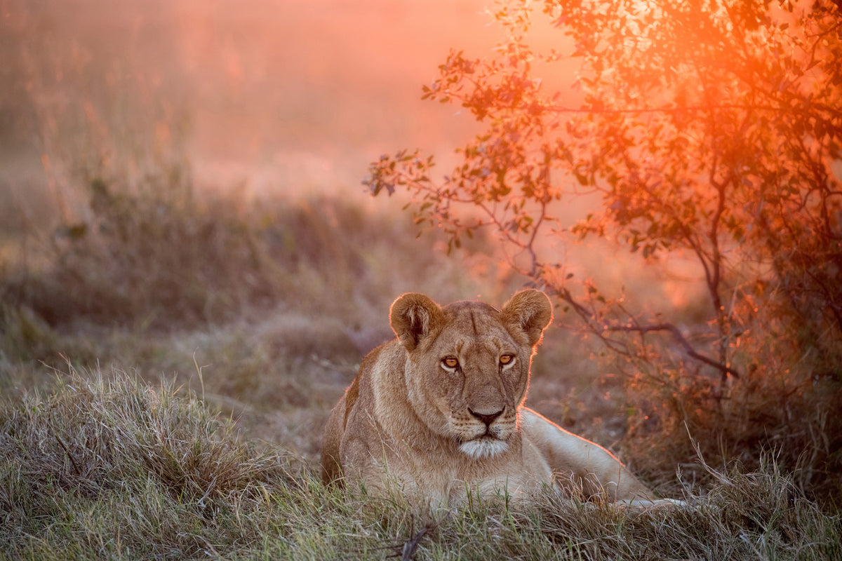 photo-wallpaper-sunset-lioness