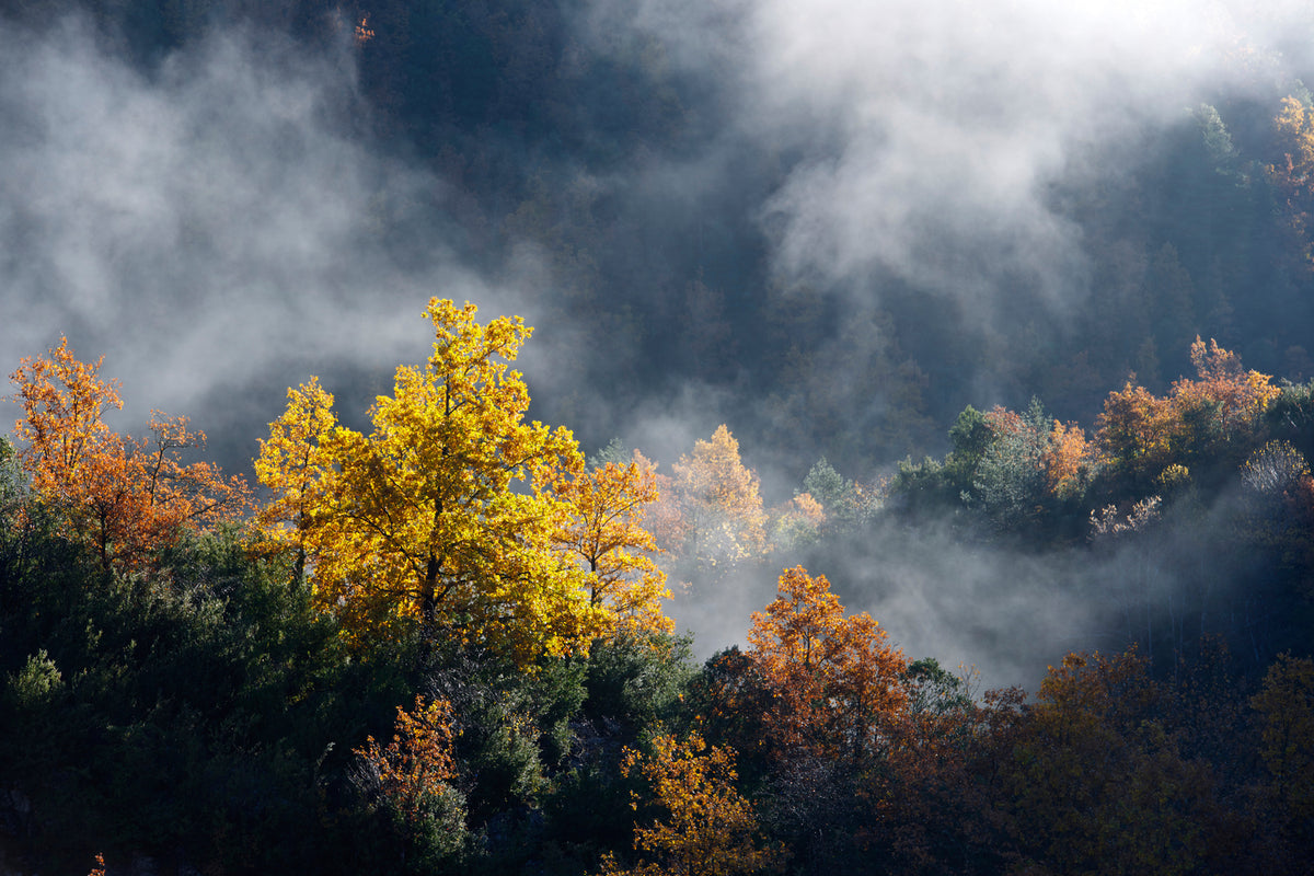 photo-wallpaper-moonlight-forest