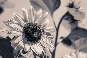 photo-wallpaper-bees-on-the-sunflower-sw