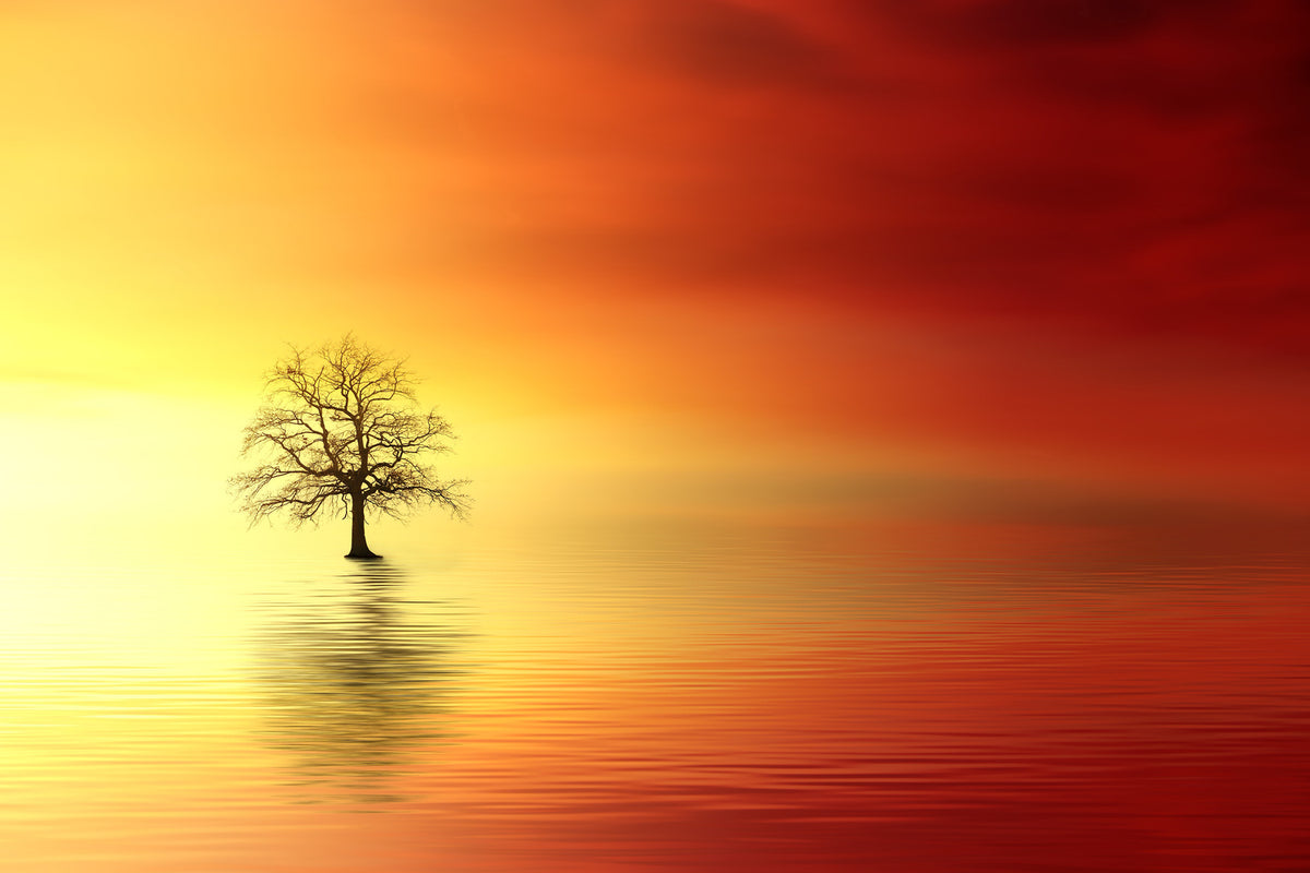 photo-wallpaper-the-tree-in-the-water