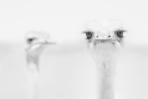 photo-wallpaper-funny-ostrich