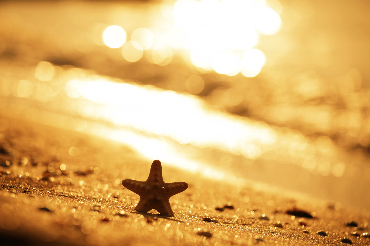 photo-wallpaper-the-starfish