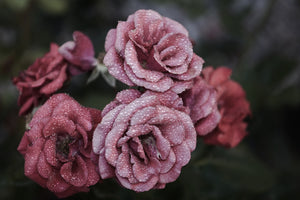 photo-wallpaper-romantic-roses