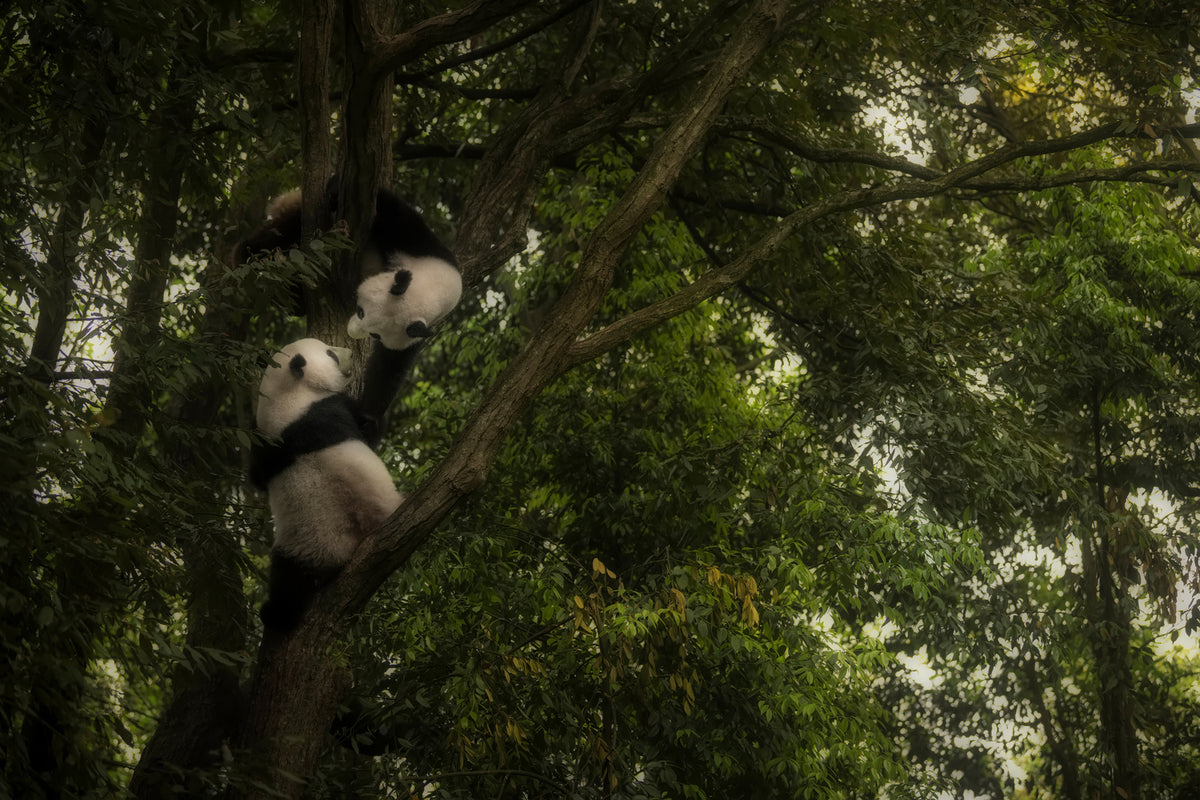 photo-wallpaper-panda-x