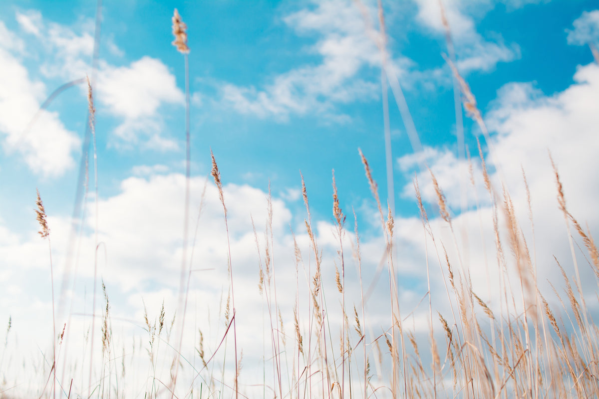 photo-wallpaper-blades-of-grass-in-the-sky