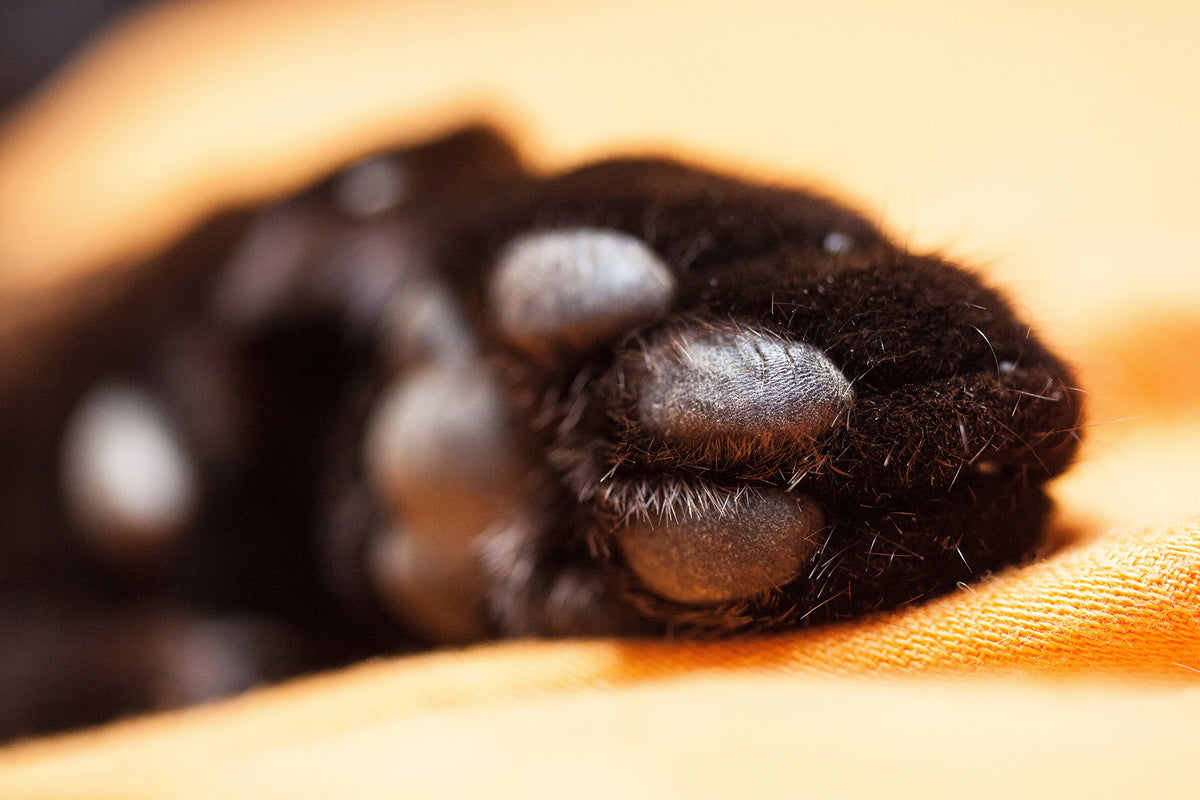 photo-wallpaper-cat39s-paw