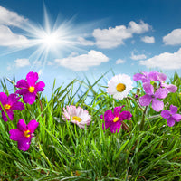 photo-wallpaper-flowering-meadow