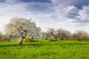 photo-wallpaper-apple-tree-garden