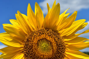 photo-wallpaper-sunflower-in-xxl