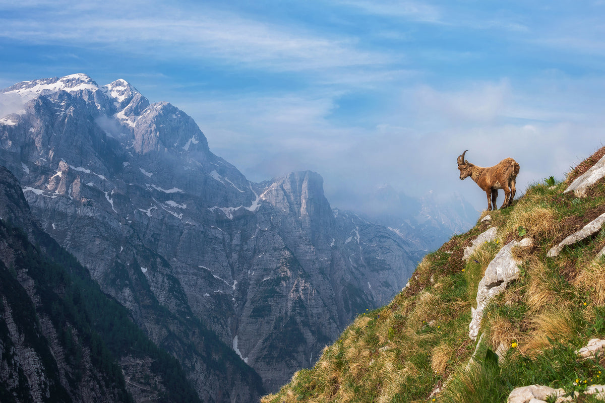 photo-wallpaper-alpine-ibex-in-the-mountains-x