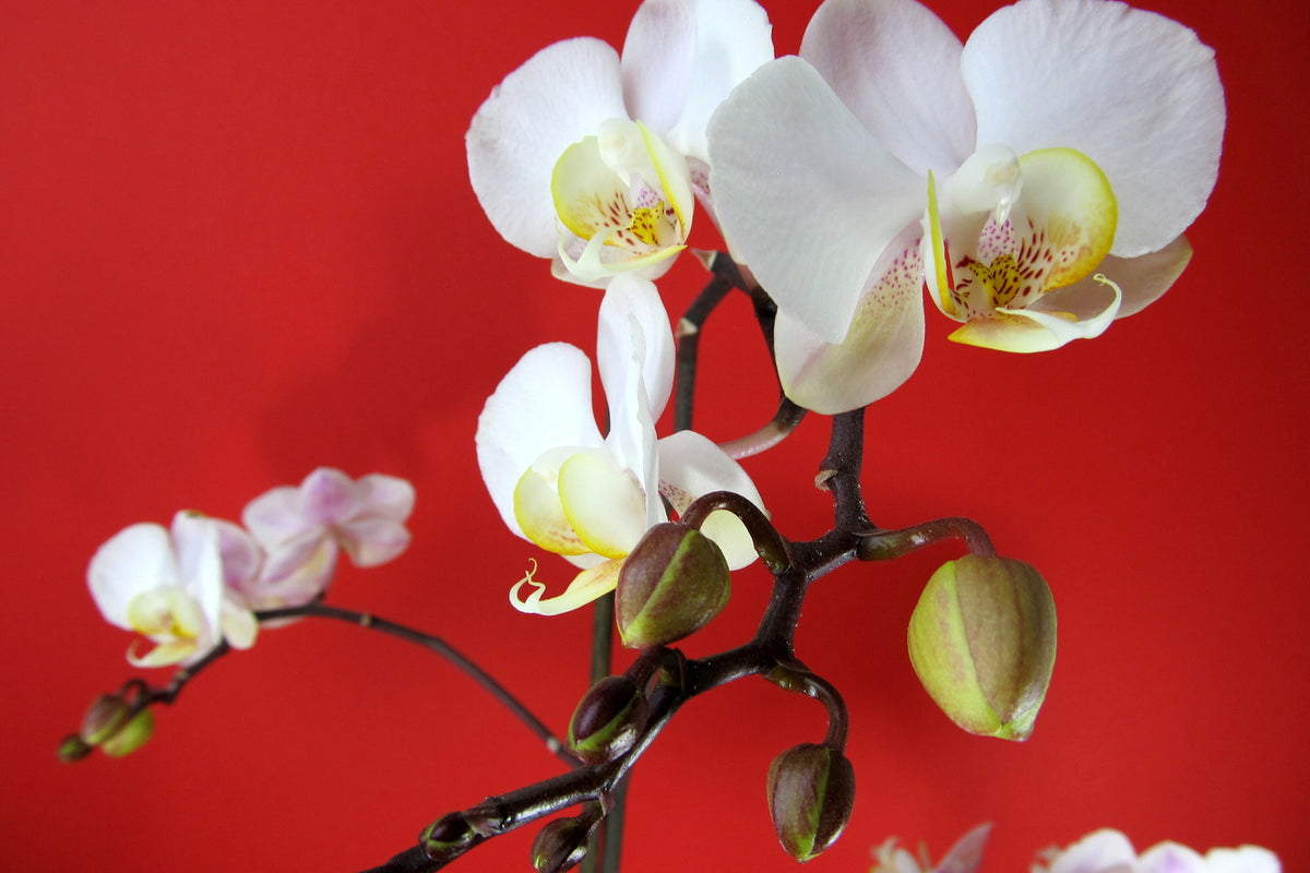 photo-wallpaper-white-orchids-on-red-wall