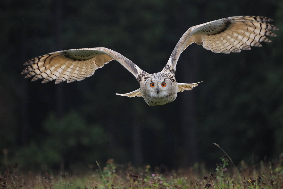 photo-wallpaper-the-owl