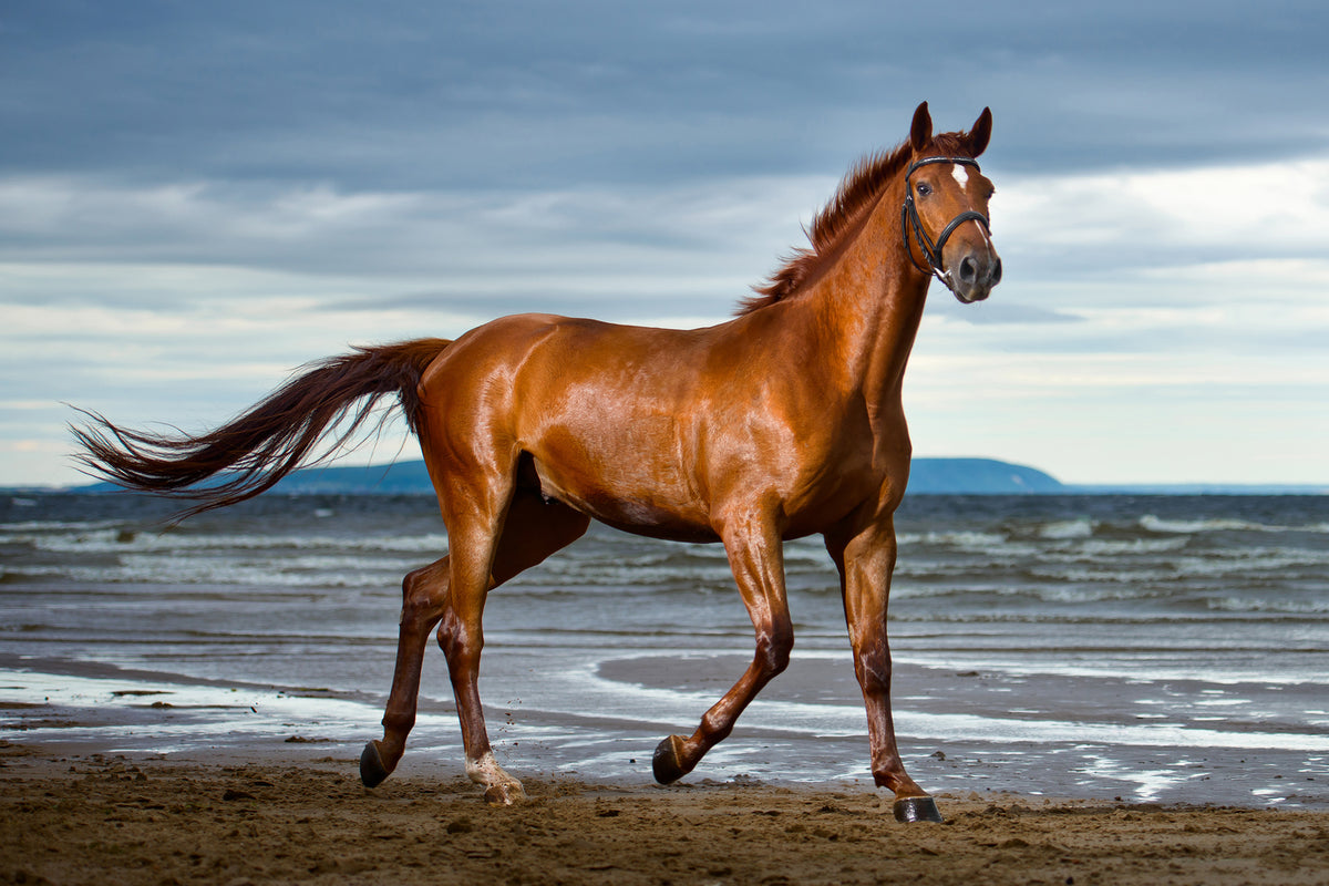 photo-wallpaper-a-thoroughbred-at-the-sea