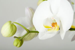 photo-wallpaper-giant-orchid