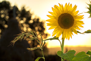 photo-wallpaper-sunflower-in-the-sunrise