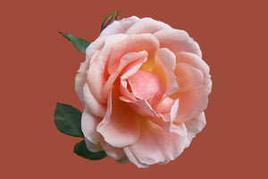 photo-wallpaper-rose-in-pink-xxl-ii