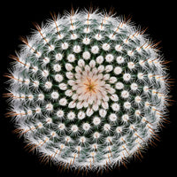 photo-wallpaper-notocactus-scopa