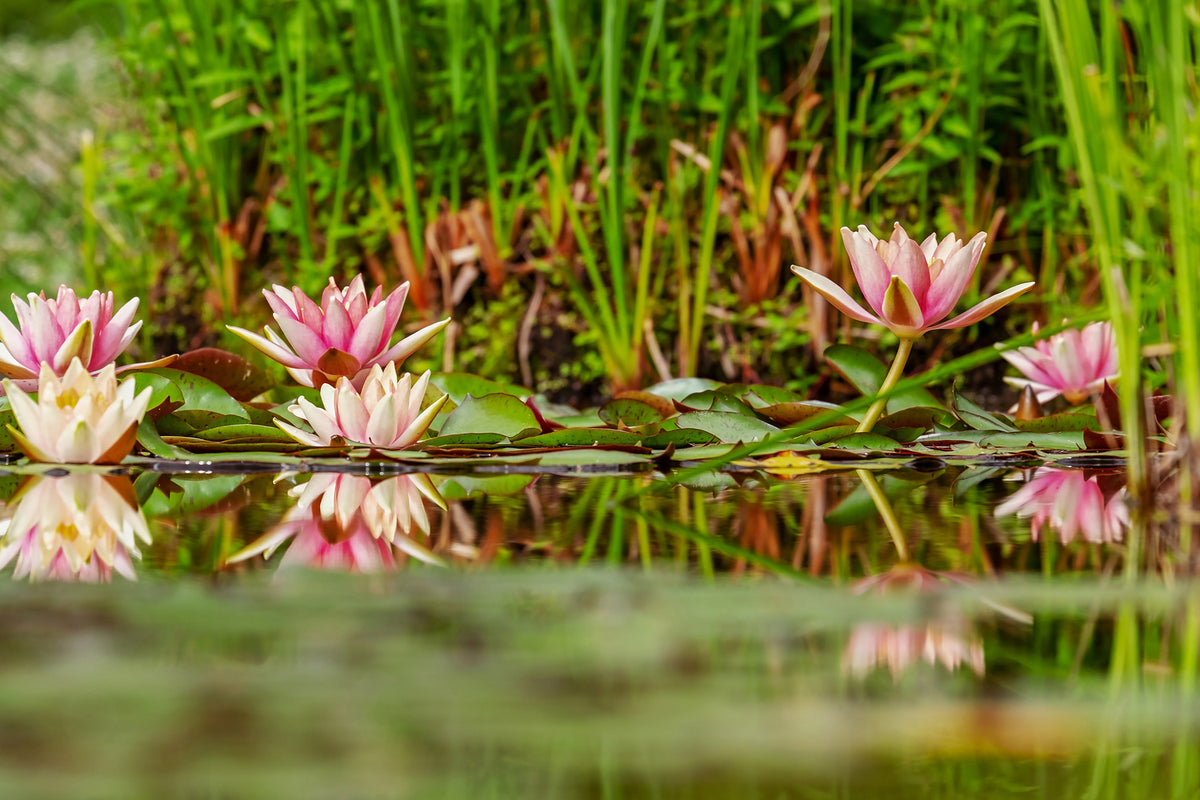 photo-wallpaper-wild-water-lilies