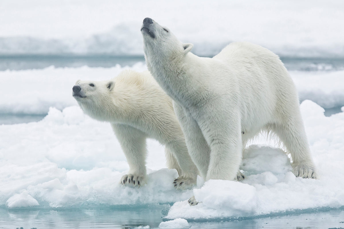 photo-wallpaper-polar-bears-mother-and-son-x