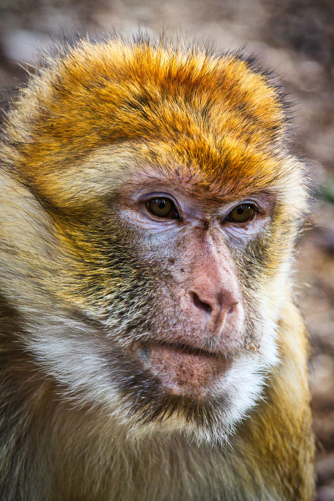 photo-wallpaper-the-barbary-macaque