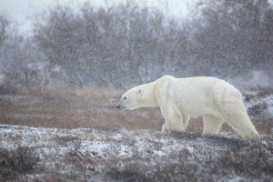 photo-wallpaper-let-it-snow-a